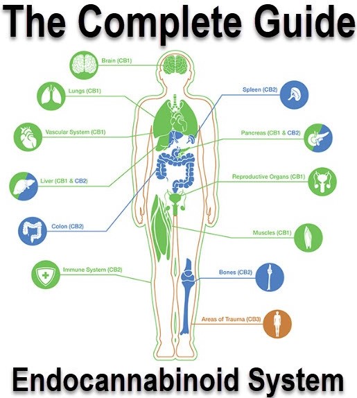 the endocannabinoid system- a complete guide